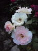 DSC03928