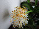 Haemanthus albiflos (30-12-2015(3))