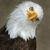 93828_030c3e965382224b66942d2c9f818969_mdsq