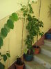 Passiflora ligularis intre trei plante ...