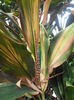 PA040936