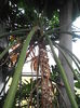 PA040954