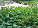P7270034