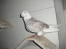porumbei 015