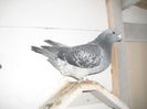 porumbei 088