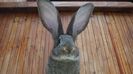 Giant Rabbit