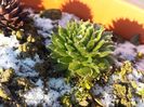 Sempervivum