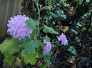 DSCN6054