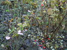 DSCN6056
