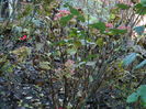 DSCN6059