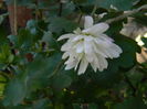 DSCN6093