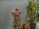 DSCN6120