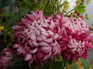 DSCN6122