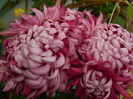DSCN6123