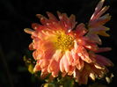 DSCN6130
