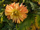 DSCN6131