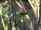 DSCN6141