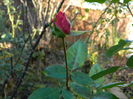DSCN6152