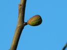 DSCN6158