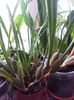 maxillaria tenuifolia 2016.01.02