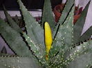 Aloe aculeata crousiana