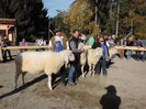 Oi Bergschaf la Expozitie-6z43