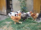 DSCF4827