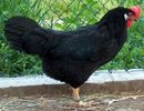 leghorn-negru1