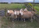 BorderLeicestertups
