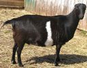Capra din rasa Lamancha