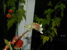 DSCN6147