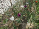 DSCN5967