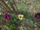 DSCN5968