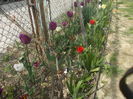 DSCN5981