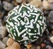 astrophytum_asterias_cv_super_kabuto_v-type_20130719_1323696667