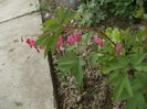 DSCN5989