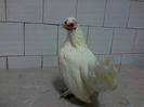 gainusa burmese bantams