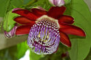 passiflora alata 4lei bucata