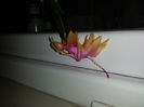 Schlumbergera