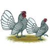 sebright_silver_bantams_mini_poster_print