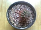 Echinopsis