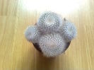 Mammillaria Hahniana