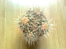 Echinocactus grusonii var albispinus