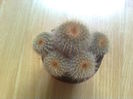 Notocactus