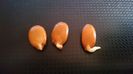 Germinare