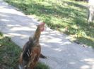 105184737_GLRIZOI3
