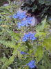 Caryopteris heavenly blue