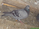 tardiva