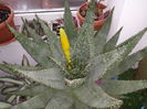 Aloe aculeata crousiana