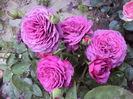 DSC08479